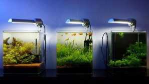 Nano aquarium и всичко, което трябва да знаете за това